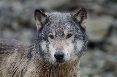 Written by dewey bunnell lyrics: Wildlife conservation in North America may not be science ...