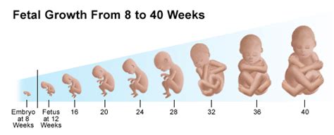 how many weeks is third trimester pregnancy pregnancywalls