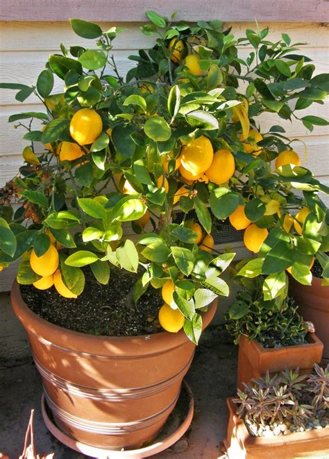 Dec 07, 2019 · native to mountainous regions, these plants produce small to medium, nodding flowers in bell or lantern shapes that come in shades of blue, mauve, pink, purple, red, white, and yellow. The Best Indoor House Plants and How to Buy Them Photos ...
