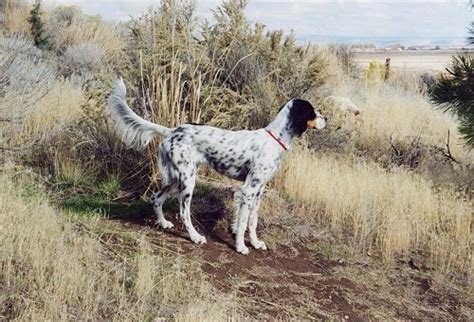 Llewellin Setter Dog Breed Information And Pictures