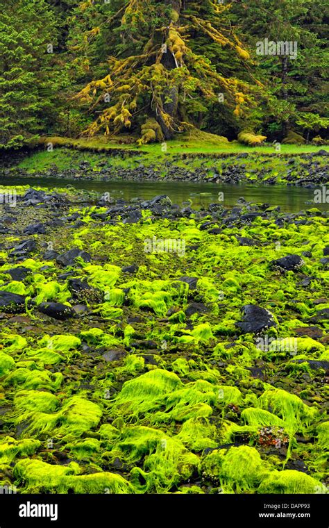 Algae Beds At Low Tide Haida Gwaii Haanas National Park British