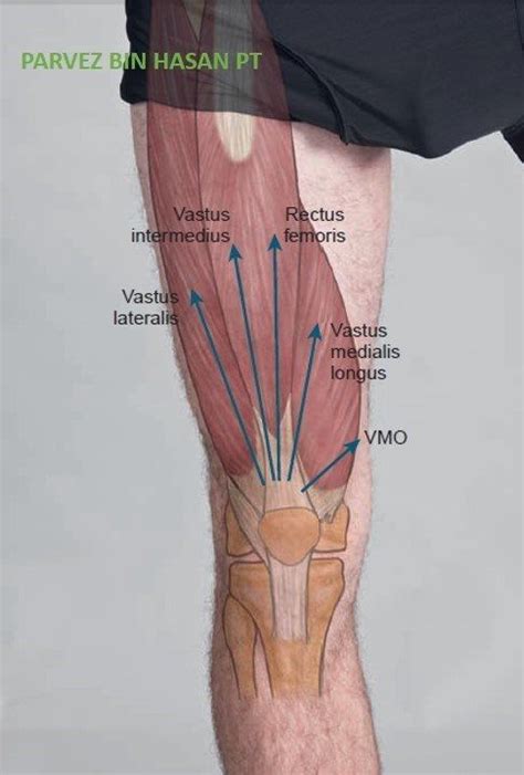 Muscles of the lower limb | anatomy model. Foot external anatomical landmark and internal view