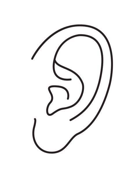 Earlobe Stock Photos Pictures And Royalty Free Images Istock