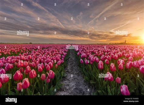 Sunset By A Beautiful Tulip Field In The Netherlands At Spring Time