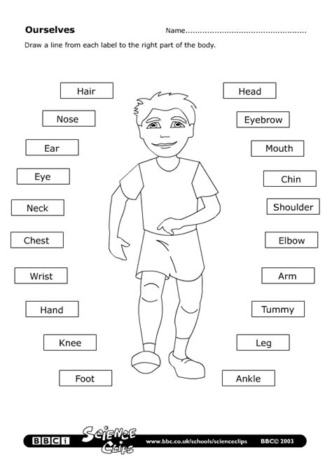 PARTS OF THE BODY WORKSHEET Learningenglish Esl