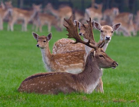 Fallow Deer At Burghley House 27092017