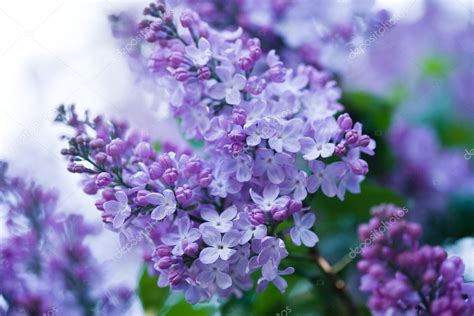 Bunch Of Violet Lilac Flower — Stock Photo © Invisibleviva 2834424