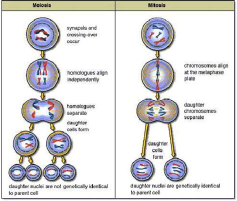 Meiosis, on the other hands, is a special type of. Difference between Mitosis and Meiosis - Mitosis vs ...