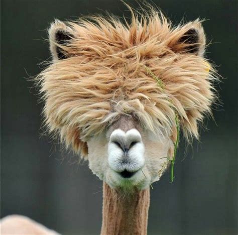 Alpaga Alpacas Funny Animal Pictures Cute Funny Animals Funny Pics