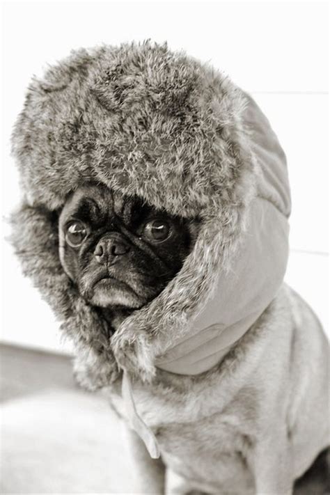 Baby Its Cold Outside Pug Knows How To Stay Warm During The Last