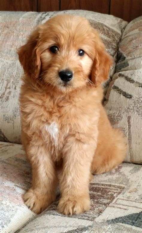Learn more about suncoast goldendoodles in florida. Goldendoodle San Diego Home