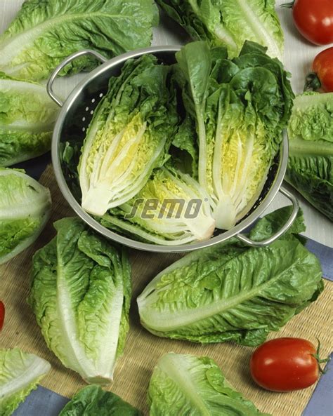 Salát římský Little Gem Zelenina Semo Prodej Osivo Semena Semo