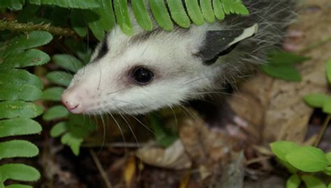 Adaptation Of An Opossum Sciencing