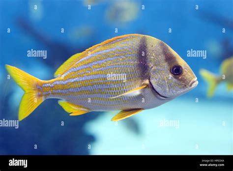 Closeup Of A Striped Yellow Tail Fish Stock Photo Alamy