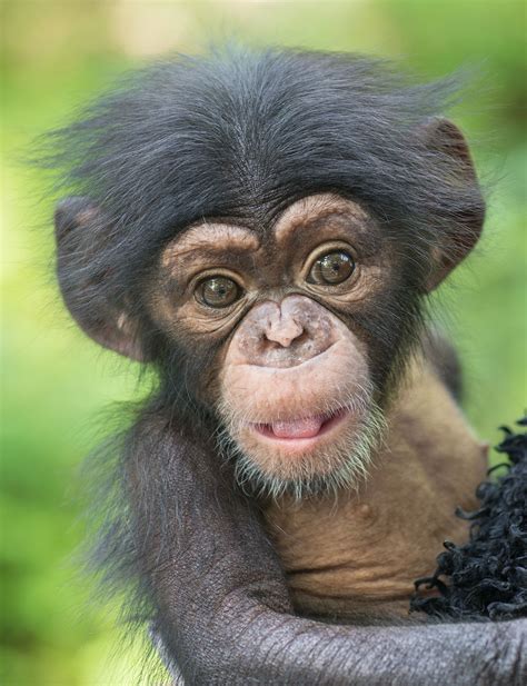 La Zoo Welcomes Two Baby Chimpanzees Animals Cute Baby Animals