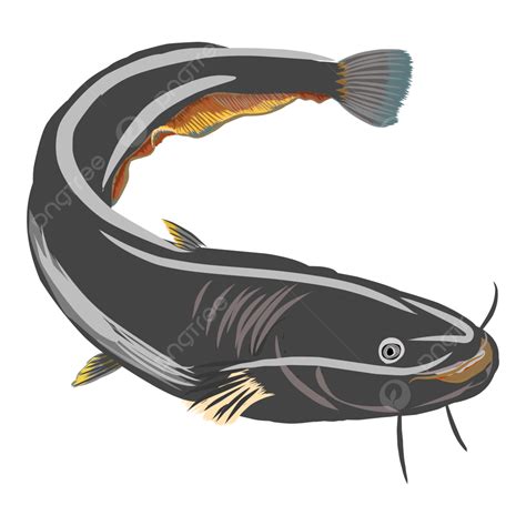 رسم توضيحي لسمك السلور المتجه سمك سمك السلور حيوان Png والمتجهات