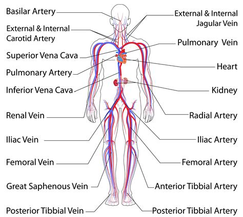 Human circulatory system of arteries and. Printable Blank Worksheet Veins And Arteries - Learning How to Read