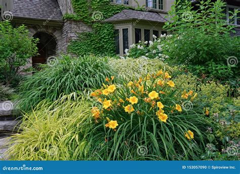 Yellow Lilies in Front Yard Stock Photo - Image of covered, step: 153057090