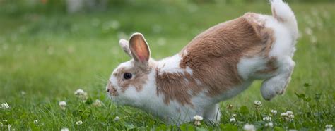 Rabbits In The Wild Natural Habitats And Behavior