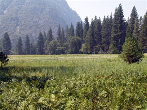 Mountain Meadow With Pine Trees And Ferns Stock Photo Image Of Meadow