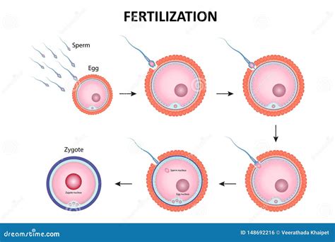 Human Fertilization Process Of Sperm And Egg Cell Diagram Vector