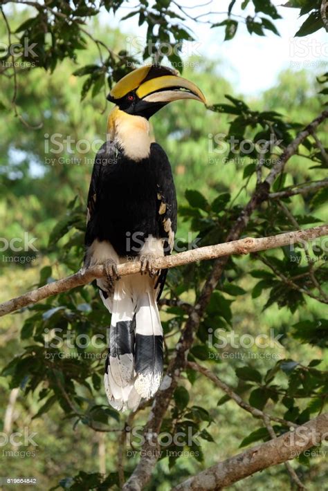 Buceros Bicornis Great Pied Hornbill Stock Photo Download Image Now