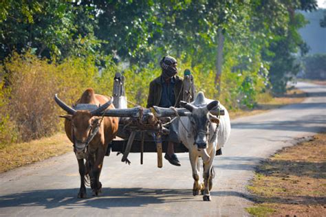 Bullock Cart Stock Photos Pictures And Royalty Free Images Istock