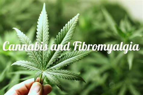 Options For Legally Using Cannabis To Treat Fibromyalgia