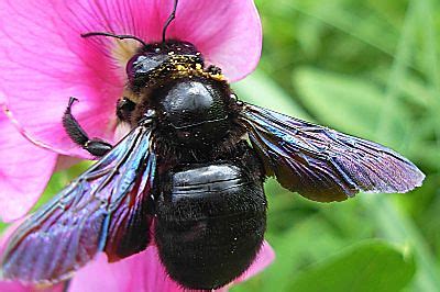 A big black bug bit a big black bear, made the big black bear bleed blood. big black bumble bee on a pink Greek pea | Mo | Flickr