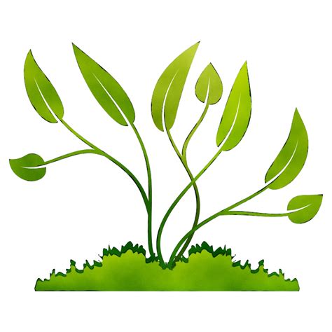 Transparent Plants Illustration Png Download Illustration 2020