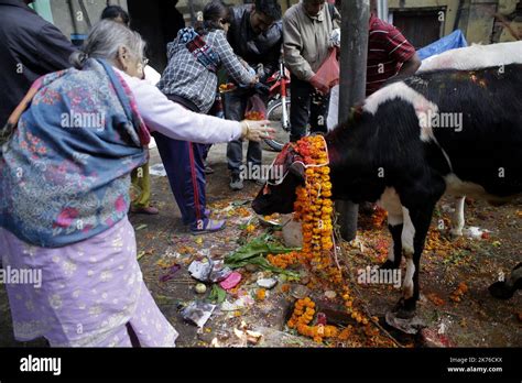 Nepalese Devotees Worship A Cow During Gai Tihar The Cow Worshipping