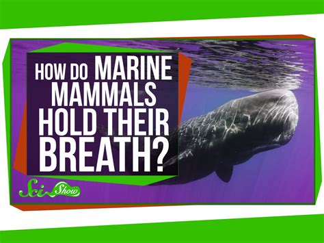 How Do Marine Mammals Hold Their Breath For So Long Era Observer