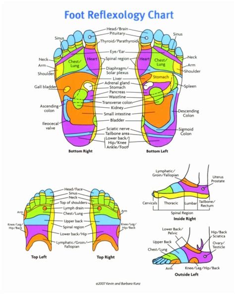 Free Reflexology Foot Chart Fresh 31 Printable Foot Reflexology Charts
