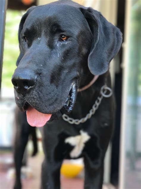 Some of the great danes listed on this page are still living with their owners, this is called a private adoption. Great Dane Puppies Colorado Rescue - Animal Friends
