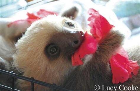 Sloths Go Crazy For Hibiscus Flowers Hibiscus Flowers Are Like Sloth