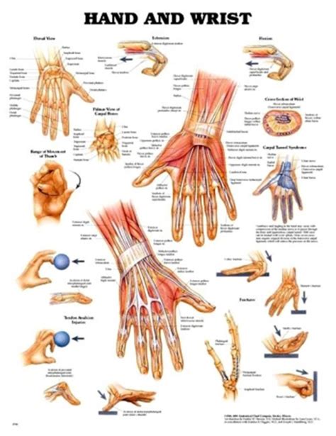 Flexor Tendons Wrist Anatomy