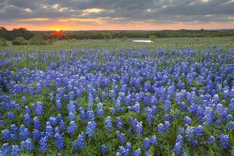 Sunrise Over A Bluebonnet Field In The Texas Hill Country Photograph By