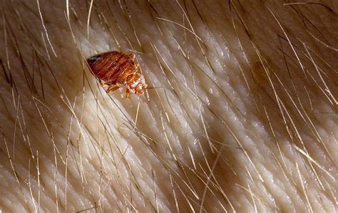 How Bed Bugs Get Into Beaumont Homes In Late Summer