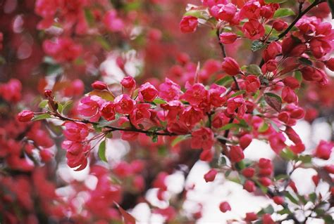 Regularly snip old flower clusters off floribunda roses to promote continuous flowering. Navigating in New England: Flowers and Frost...! It's New ...