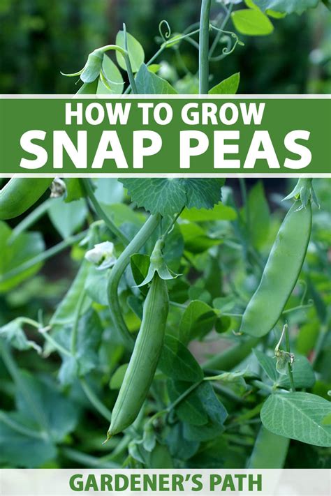 How To Plant And Grow Snap Peas Gardeners Path