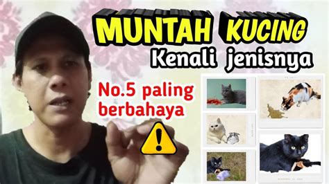 5 Jenis Muntah Kucing Ini Sangat Berbahaya Waspadalah Youtube