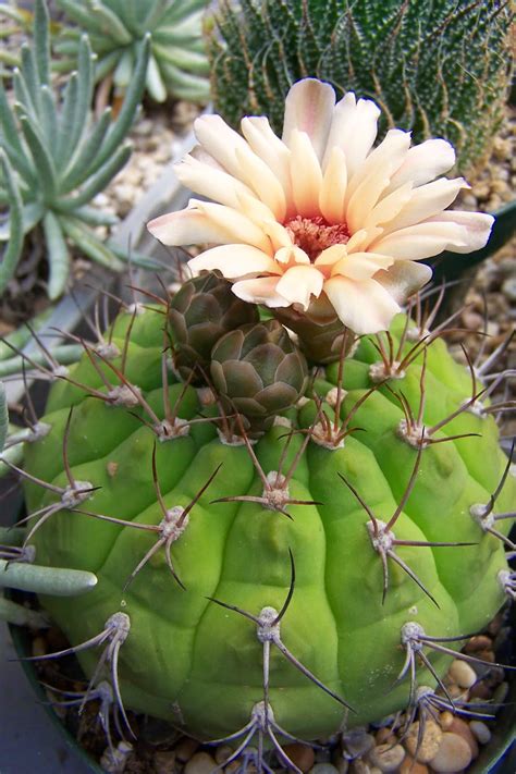 How long do cactus flowers last? Oregon Cactus Blog: Gymnocalycium pflanzii var. lagunillasense