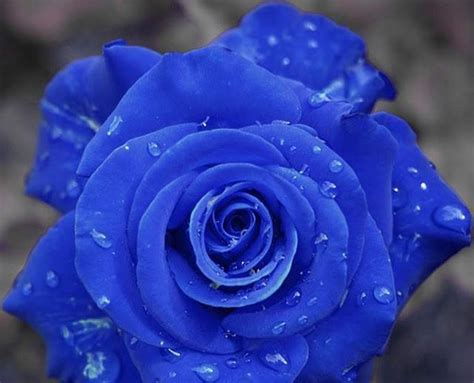 Wild Blue Rose Plant Seed Strong Fragrant Flowers Decorative Garden