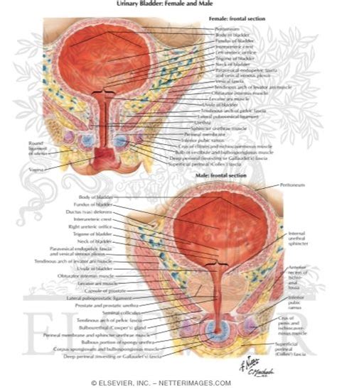 Urinary Bladder Female And Male