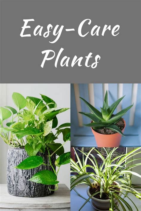 Easy Care Plants Top 5 Beginner Houseplants For Those Starting Out