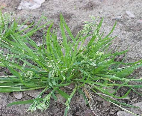 Quiz On Annual Garden Weeds Recognition And Identification