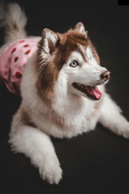 Premium Photo Alaska Big Fluffy Brown White Dog