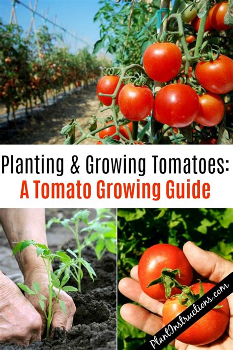 How To Grow Tomatoes Tomato Growing Tips Plant Instructions