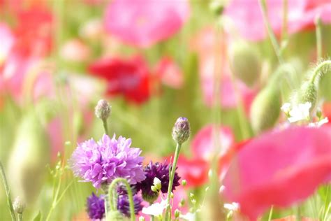 Free Images Landscape Blossom Meadow Flower Purple Petal