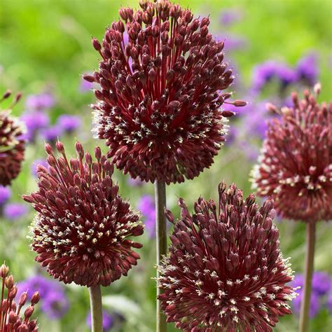 Buy Allium Red Mohican Bulbs J Parker Dutch Bulbs
